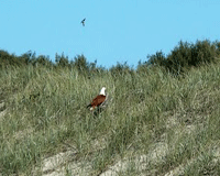 Sea Eagle Moreton Island